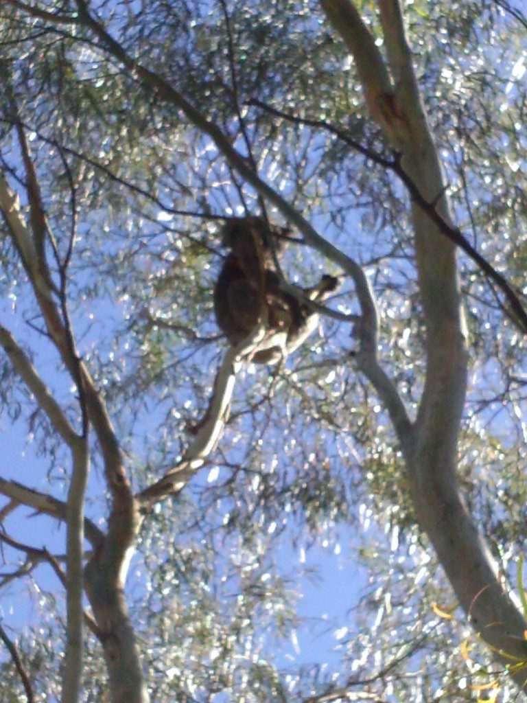 The Koala in the Hensley's tree