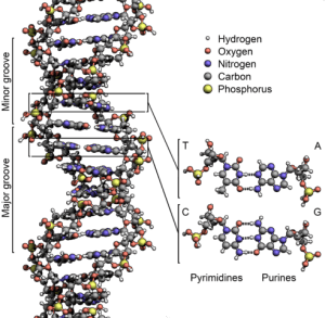 492px-DNA_Structure+Key+Labelled.pn_NoBB