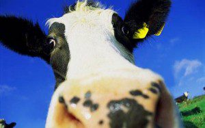 cow_1750631c