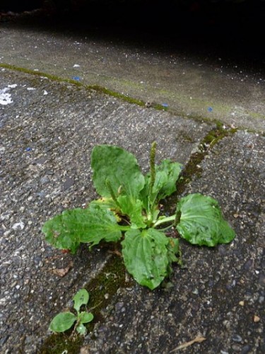 Broadleaf Plantain growing in a crack in the sidewalk, via Wikimedia Commons