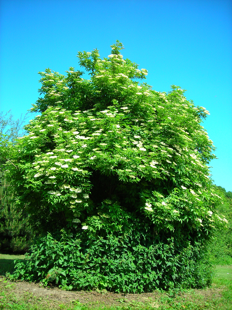 Elder tree
