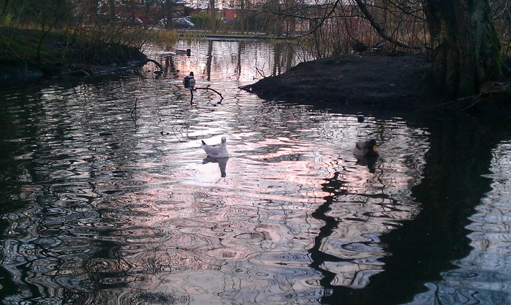 Birds on a pond, Queens Park, Glasgow Dec 2012