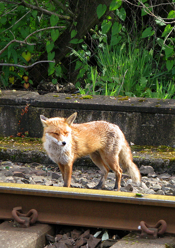 Fox at the rails