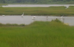 Salt Marshes and wildlife