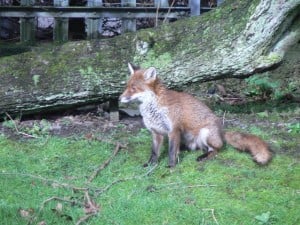 Fox in a park