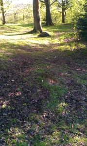 Footpath in Queens Park, Glasgow