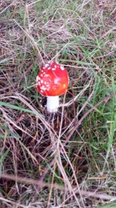 Amanita mushroom in Queens Park, Glasgow