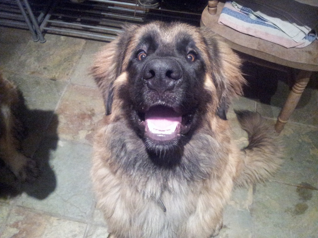 mischapuppynose