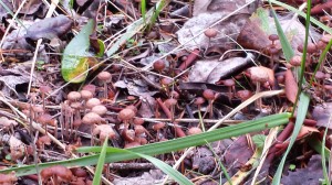 little brown mushrooms on Anderson Island, October 2014