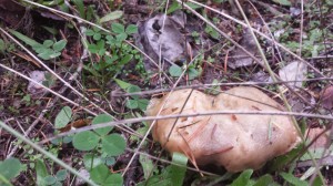 A strange mushroom found on Anderson Island October 2014