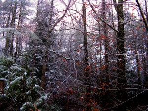 First snow of autumn. Maine 2014.