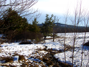 The southerly view from the spring near my home, taken a month ago before the deluge of snow hit. Note the enduring green around the water flowing from the spring, despite the Maine January.