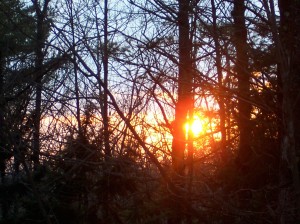 Sunset through the young trees in "my" woods.  Photo: ©2015 James Lindenschmidt. CC by-sa