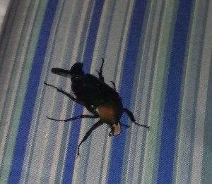 Beetle in Dar Es Salaam, Tanzania