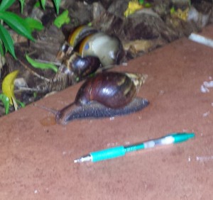 Two large snails with pen in foreground to show size