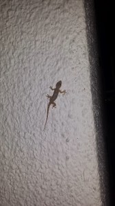 gecko on a wall