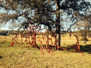 Red bandanas, traditional, strung and draped (prayer flags?) in native burr oak.