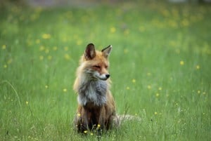 Fox sitting in a meadow