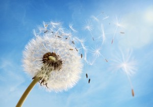 Dandelion seeds in the morning sunlight blowing away in the wind across a clear blue sky