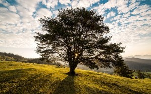 Tree at dawn, Bucovina, Romania