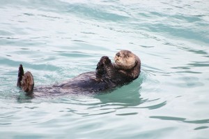 Otter in Alaska, photo by S Chucke (public domain).  Pixabay.