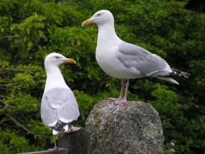 Hierarchy in the gull world Two gulls at Ingelwidden, Cadgwith. No prizes for guessing which one is boss!