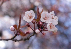 Cherry blossoms in Vancouver [CC BY-SA 3.0] by Eviatar Bach