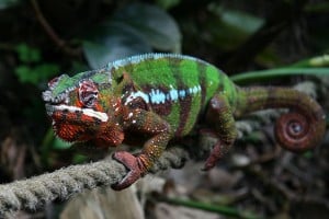 640px-Furcifer_pardalis_-Zürich_Zoo-8a