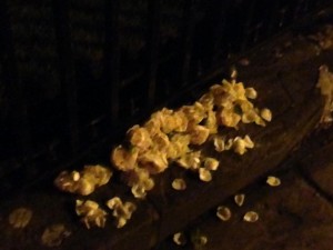 Rose petals for the dead. Oxford, UK vigil for Orlando. Photo by Yvonne Aburrow. CC-BY-SA 4.0