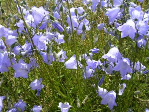 Harebells (the "Bluebells of Scotland"), by Chilepine (Own work) [Public domain], via Wikimedia Commons