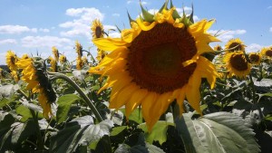 one sunflower 2016