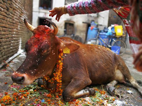 Why Do Hindus Not Eat Beef Google Questions Answered Ambaa Choate