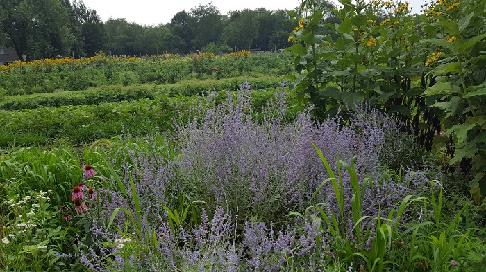 Wildflowers interspersed with crop plants