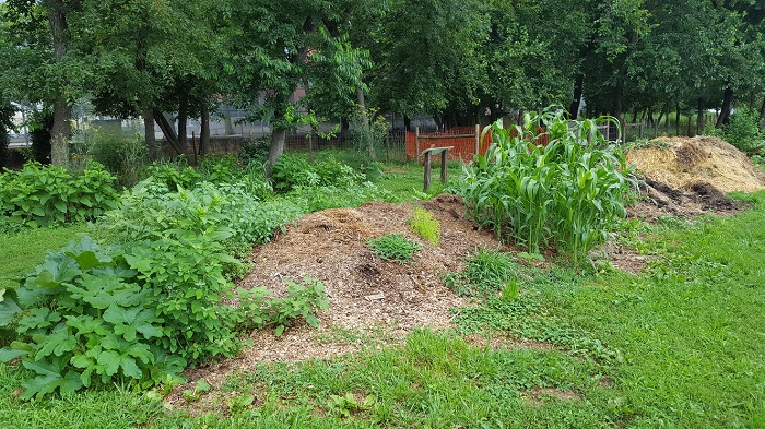 Windrows of compost returning to soil