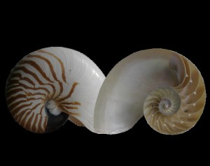 nautilus