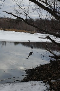 Great Blue Heron on Horn Pond