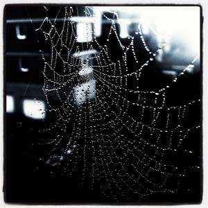 spiderweb spiderweb with raindrops