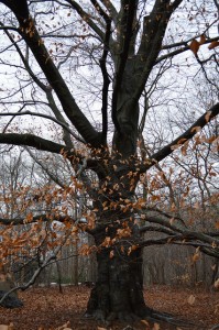 beech tree in winter