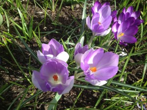 Crocuses blooming