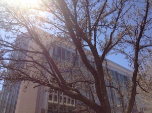 budding tree and city builting