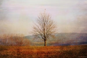 Lone bare tree in a field