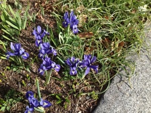 Miniature irises blooming