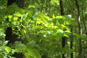 sunny leaves