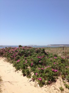 Beach in Wellfleet, MA