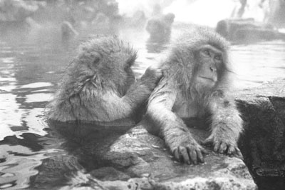 snow_monkeys_30.jpg