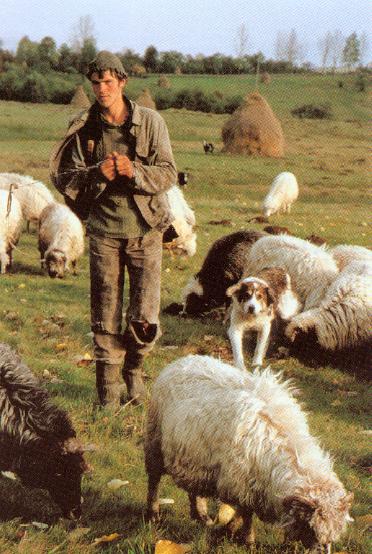shepherd-and-flock2.gif