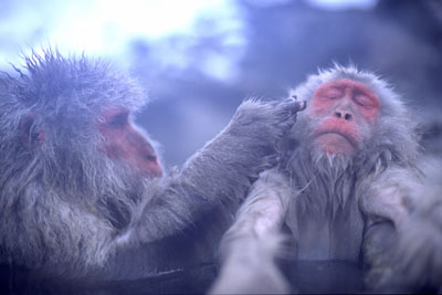 snow_monkeys_5.jpg