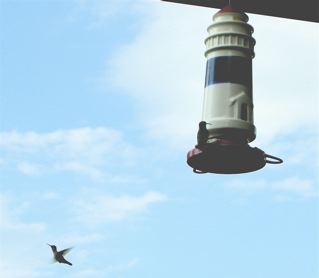 hummingbird.gif