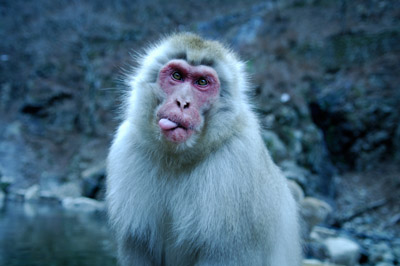 japanese_snow_monkey.jpg