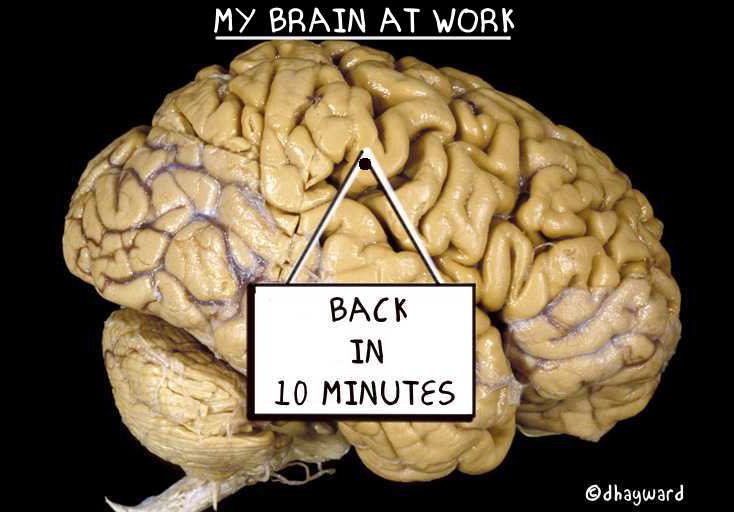 BRAIN AT WORK